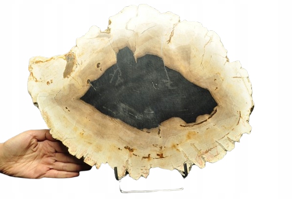 * SKAMIENIAŁE DREWNO PLASTER INDONEZJA DUŻY OKAZ DOSKONAŁY DO KOLEKCJI 3 *