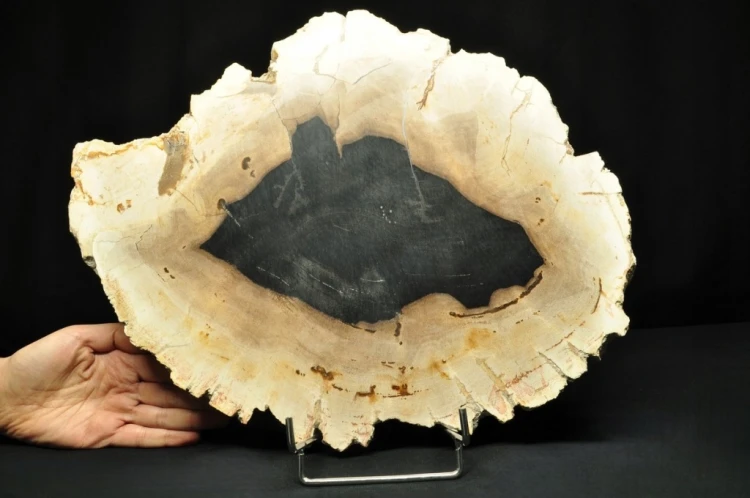 * SKAMIENIAŁE DREWNO PLASTER INDONEZJA DUŻY OKAZ DOSKONAŁY DO KOLEKCJI 3 *