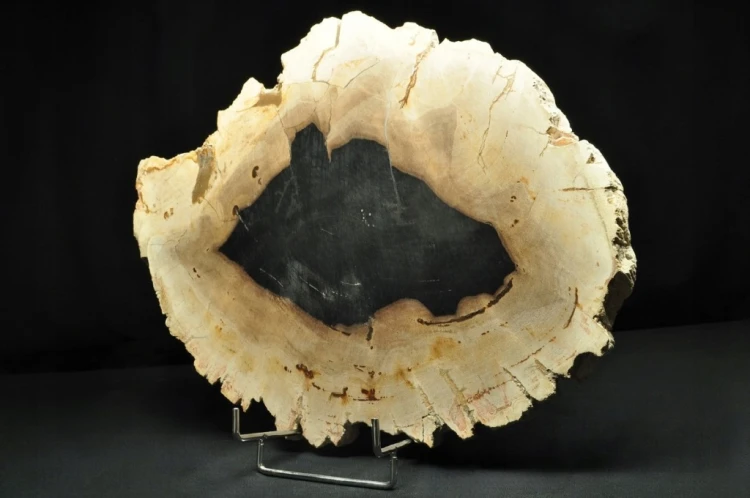 * SKAMIENIAŁE DREWNO PLASTER INDONEZJA DUŻY OKAZ DOSKONAŁY DO KOLEKCJI 3 *