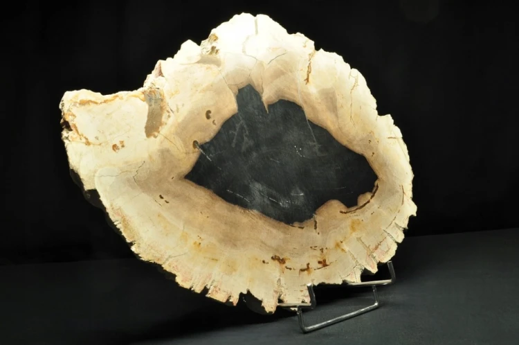* SKAMIENIAŁE DREWNO PLASTER INDONEZJA DUŻY OKAZ DOSKONAŁY DO KOLEKCJI 3 *