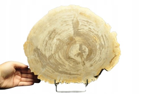 * SKAMIENIAŁE DREWNO PLASTER INDONEZJA WYJĄTKOWY OKAZ DLA KOLEKCJONERA NR 4