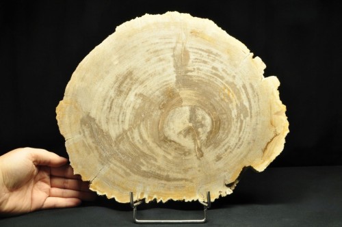 * SKAMIENIAŁE DREWNO PLASTER INDONEZJA WYJĄTKOWY OKAZ DLA KOLEKCJONERA NR 4