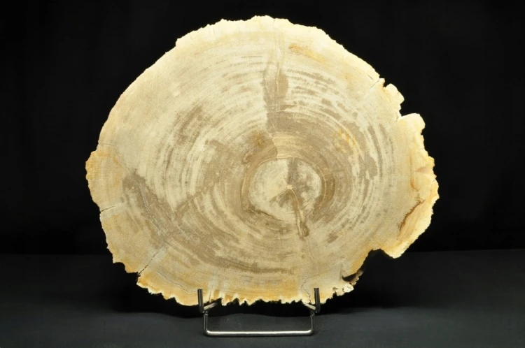 * SKAMIENIAŁE DREWNO PLASTER INDONEZJA WYJĄTKOWY OKAZ DLA KOLEKCJONERA NR 4