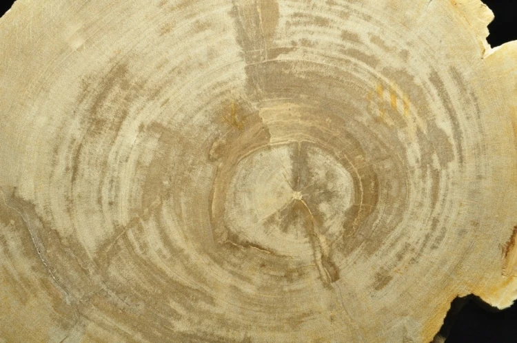 * SKAMIENIAŁE DREWNO PLASTER INDONEZJA WYJĄTKOWY OKAZ DLA KOLEKCJONERA NR 4