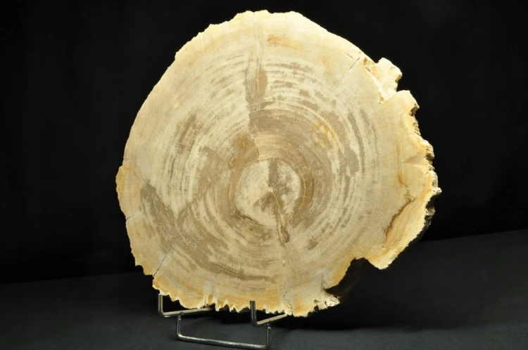 * SKAMIENIAŁE DREWNO PLASTER INDONEZJA WYJĄTKOWY OKAZ DLA KOLEKCJONERA NR 4