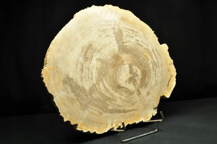 * SKAMIENIAŁE DREWNO PLASTER INDONEZJA WYJĄTKOWY OKAZ DLA KOLEKCJONERA NR 4