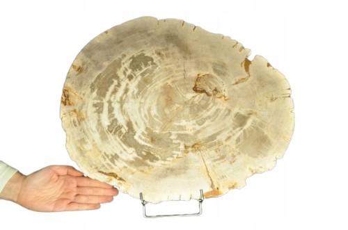 * SKAMIENIAŁE DREWNO PLASTER INDONEZJA NIEZWYKŁA SKAMIENIAŁOŚĆ 7 KG NR 5 *