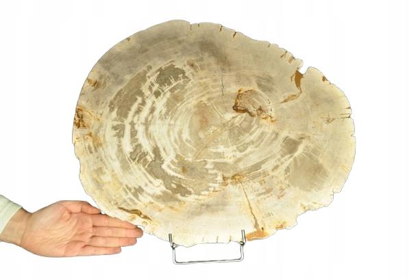 * SKAMIENIAŁE DREWNO PLASTER INDONEZJA NIEZWYKŁA SKAMIENIAŁOŚĆ 7 KG NR 5 *
