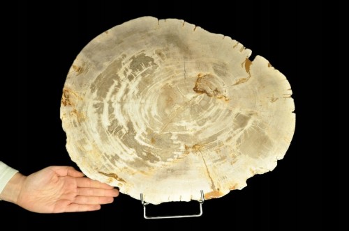 * SKAMIENIAŁE DREWNO PLASTER INDONEZJA NIEZWYKŁA SKAMIENIAŁOŚĆ 7 KG NR 5 *