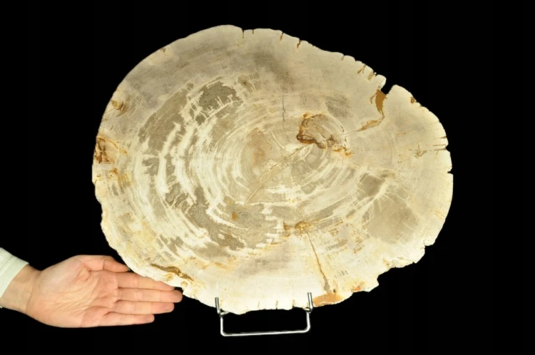 * SKAMIENIAŁE DREWNO PLASTER INDONEZJA NIEZWYKŁA SKAMIENIAŁOŚĆ 7 KG NR 5 *