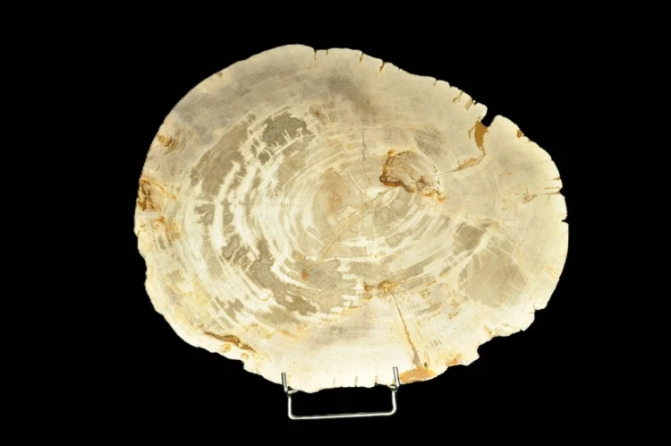 * SKAMIENIAŁE DREWNO PLASTER INDONEZJA NIEZWYKŁA SKAMIENIAŁOŚĆ 7 KG NR 5 *