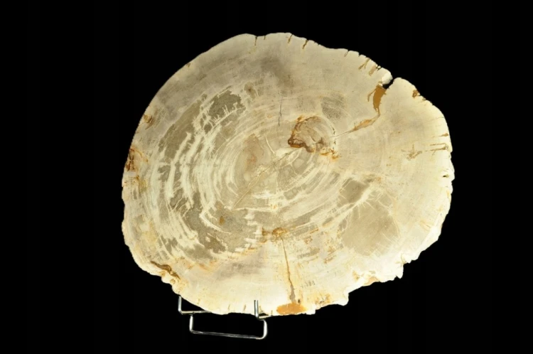 * SKAMIENIAŁE DREWNO PLASTER INDONEZJA NIEZWYKŁA SKAMIENIAŁOŚĆ 7 KG NR 5 *