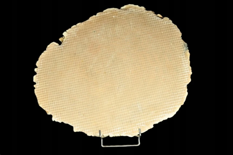 * SKAMIENIAŁE DREWNO PLASTER INDONEZJA NIEZWYKŁA SKAMIENIAŁOŚĆ 7 KG NR 5 *