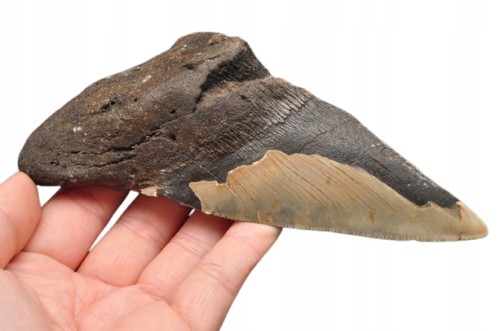 * MEGALODON REKIN SKAMIENIAŁY ZĄB USA DOBRZE ZACHOWANA SKAMIENIAŁOŚĆ NR 1 *
