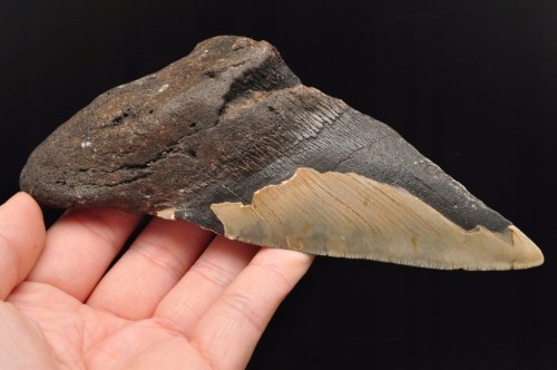 * MEGALODON REKIN SKAMIENIAŁY ZĄB USA DOBRZE ZACHOWANA SKAMIENIAŁOŚĆ NR 1 *