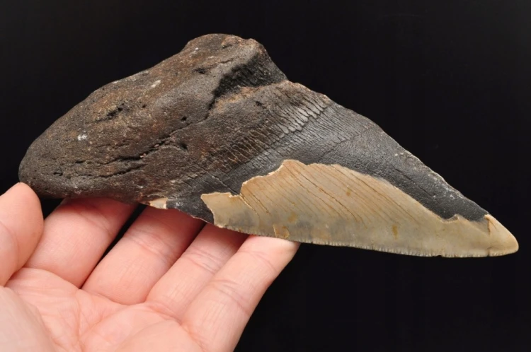 * MEGALODON REKIN SKAMIENIAŁY ZĄB USA DOBRZE ZACHOWANA SKAMIENIAŁOŚĆ NR 1 *