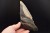 * MEGALODON REKIN SKAMIENIAŁY ZĄB USA DOBRZE ZACHOWANA SKAMIENIAŁOŚĆ NR 1 *