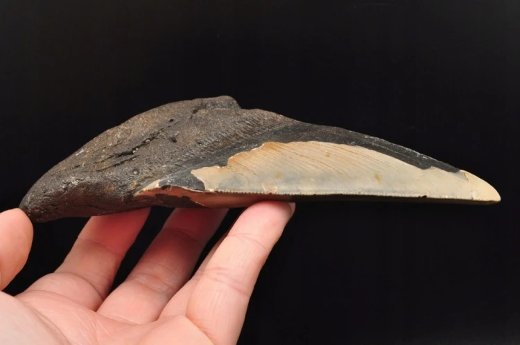 * MEGALODON REKIN SKAMIENIAŁY ZĄB USA DOBRZE ZACHOWANA SKAMIENIAŁOŚĆ NR 1 *