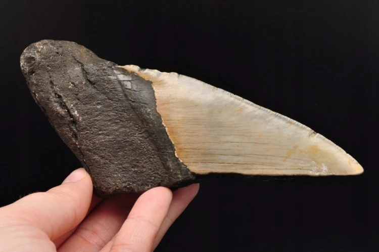 * MEGALODON REKIN SKAMIENIAŁY ZĄB USA DOBRZE ZACHOWANA SKAMIENIAŁOŚĆ NR 1 *
