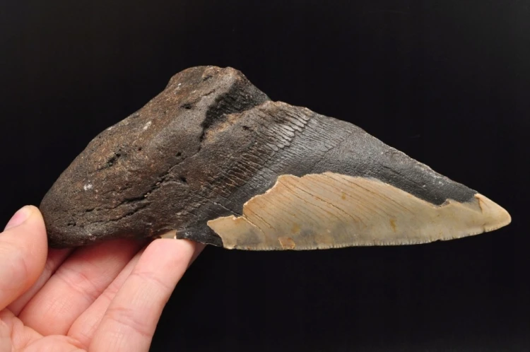 * MEGALODON REKIN SKAMIENIAŁY ZĄB USA DOBRZE ZACHOWANA SKAMIENIAŁOŚĆ NR 1 *