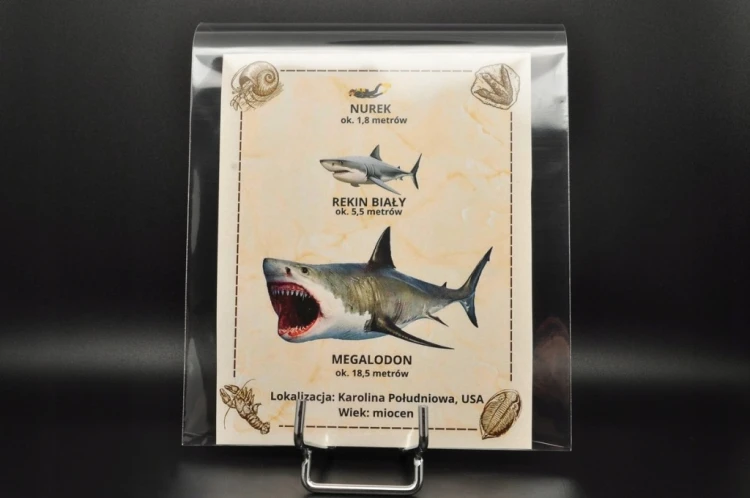 * MEGALODON REKIN SKAMIENIAŁY ZĄB USA DOBRZE ZACHOWANA SKAMIENIAŁOŚĆ NR 1 *