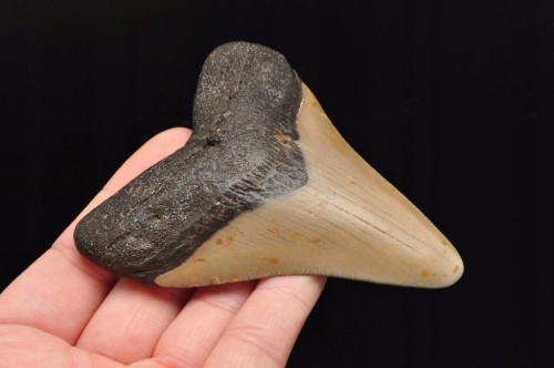 * MEGALODON REKIN SKAMIENIAŁY ZĄB USA ZJAWISKOWA SKAMIENIAŁOŚĆ OKAZ NR 2 *