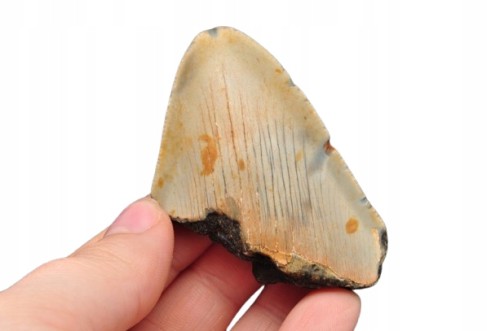 * MEGALODON REKIN SKAMIENIAŁY ZĄB USA SKAMIENIAŁOŚĆ IDEALNA NA PREZENT 17 *