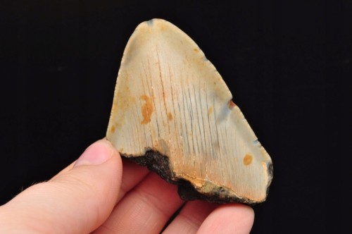 * MEGALODON REKIN SKAMIENIAŁY ZĄB USA SKAMIENIAŁOŚĆ IDEALNA NA PREZENT 17 *