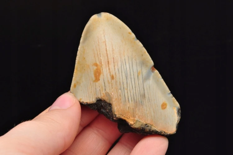 * MEGALODON REKIN SKAMIENIAŁY ZĄB USA SKAMIENIAŁOŚĆ IDEALNA NA PREZENT 17 *