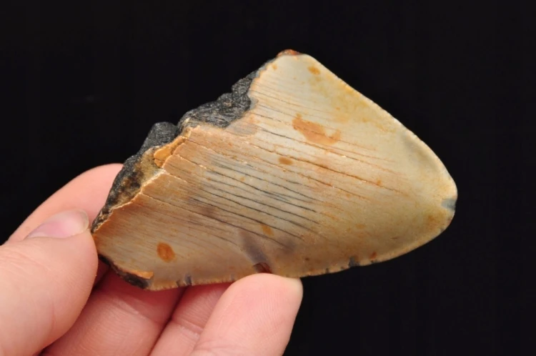 * MEGALODON REKIN SKAMIENIAŁY ZĄB USA SKAMIENIAŁOŚĆ IDEALNA NA PREZENT 17 *