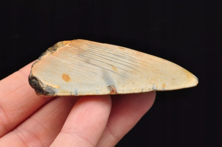 * MEGALODON REKIN SKAMIENIAŁY ZĄB USA SKAMIENIAŁOŚĆ IDEALNA NA PREZENT 17 *