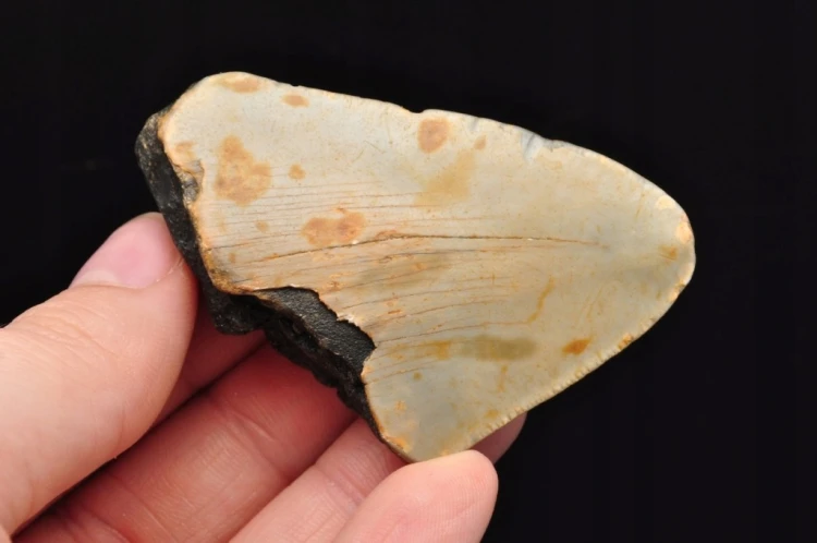 * MEGALODON REKIN SKAMIENIAŁY ZĄB USA SKAMIENIAŁOŚĆ IDEALNA NA PREZENT 17 *