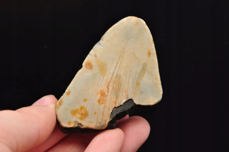 * MEGALODON REKIN SKAMIENIAŁY ZĄB USA SKAMIENIAŁOŚĆ IDEALNA NA PREZENT 17 *