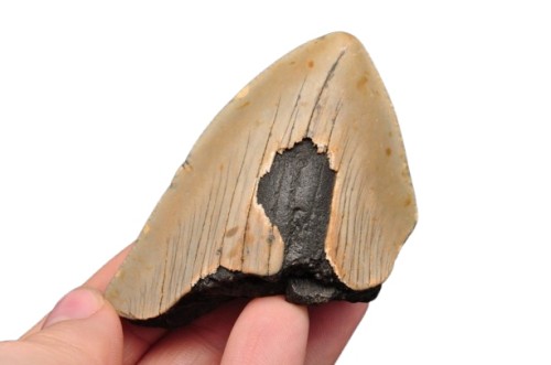 * MEGALODON REKIN SKAMIENIAŁY ZĄB USA ZĄB IDEALNY DLA KOLEKCJONERA 16 *