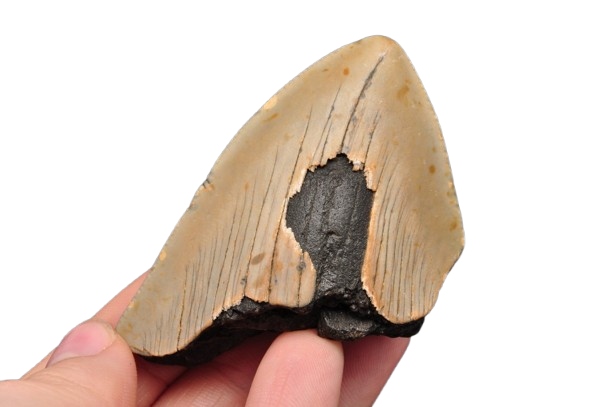 * MEGALODON REKIN SKAMIENIAŁY ZĄB USA ZĄB IDEALNY DLA KOLEKCJONERA 16 *