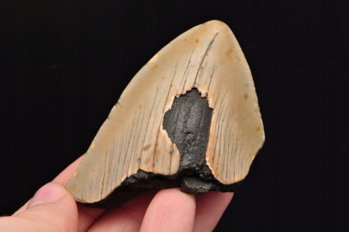 * MEGALODON REKIN SKAMIENIAŁY ZĄB USA ZĄB IDEALNY DLA KOLEKCJONERA 16 *