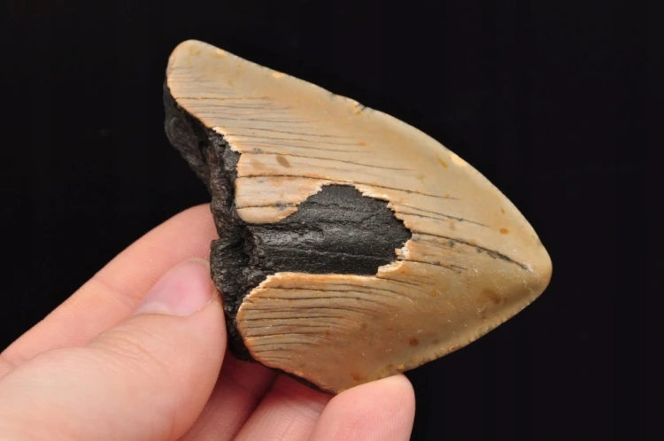 * MEGALODON REKIN SKAMIENIAŁY ZĄB USA ZĄB IDEALNY DLA KOLEKCJONERA 16 *