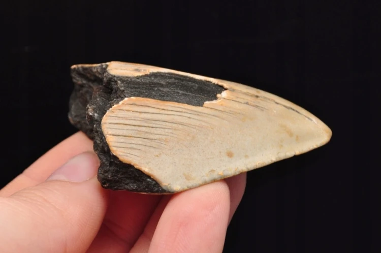 * MEGALODON REKIN SKAMIENIAŁY ZĄB USA ZĄB IDEALNY DLA KOLEKCJONERA 16 *