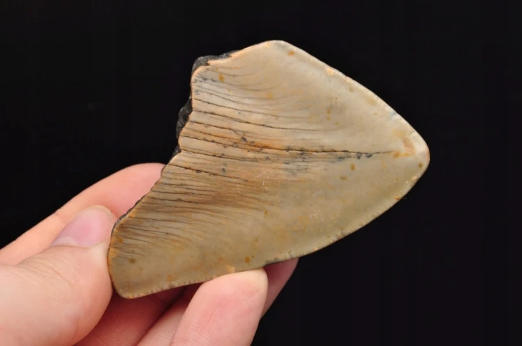 * MEGALODON REKIN SKAMIENIAŁY ZĄB USA ZĄB IDEALNY DLA KOLEKCJONERA 16 *