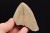 * MEGALODON REKIN SKAMIENIAŁY ZĄB USA ZĄB IDEALNY DLA KOLEKCJONERA 16 *
