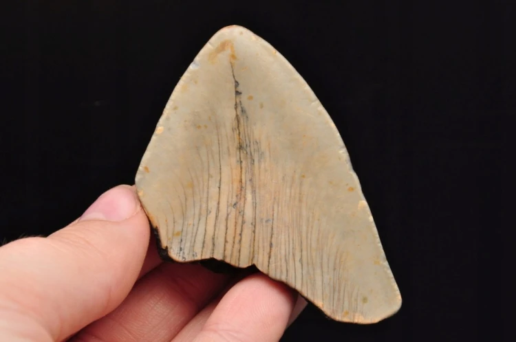 * MEGALODON REKIN SKAMIENIAŁY ZĄB USA ZĄB IDEALNY DLA KOLEKCJONERA 16 *