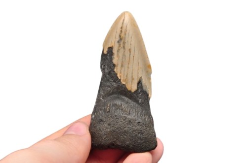 * MEGALODON REKIN SKAMIENIAŁY ZĄB USA ZĄB DOSKONAŁY DO KOLEKCJI NR 15 *