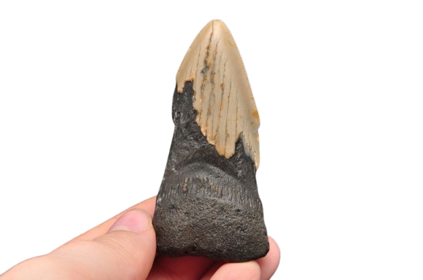 * MEGALODON REKIN SKAMIENIAŁY ZĄB USA ZĄB DOSKONAŁY DO KOLEKCJI NR 15 *