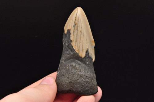 * MEGALODON REKIN SKAMIENIAŁY ZĄB USA ZĄB DOSKONAŁY DO KOLEKCJI NR 15 *