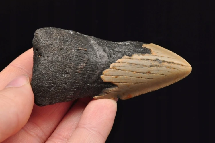 * MEGALODON REKIN SKAMIENIAŁY ZĄB USA ZĄB DOSKONAŁY DO KOLEKCJI NR 15 *