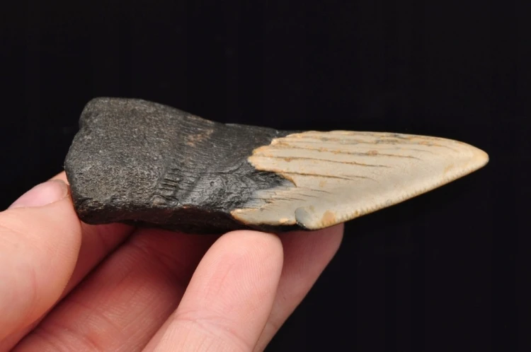 * MEGALODON REKIN SKAMIENIAŁY ZĄB USA ZĄB DOSKONAŁY DO KOLEKCJI NR 15 *