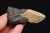 * MEGALODON REKIN SKAMIENIAŁY ZĄB USA ZĄB DOSKONAŁY DO KOLEKCJI NR 15 *