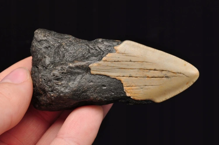 * MEGALODON REKIN SKAMIENIAŁY ZĄB USA ZĄB DOSKONAŁY DO KOLEKCJI NR 15 *