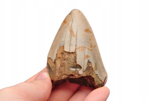 * MEGALODON REKIN SKAMIENIAŁY ZĄB USA ZĄB PREHISTORYCZNEGO REKINA NR 14 *