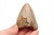 * MEGALODON REKIN SKAMIENIAŁY ZĄB USA ZĄB PREHISTORYCZNEGO REKINA NR 14 *